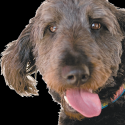 dogtalkPhoto