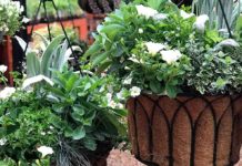 Giving up on his hanging basket Garden Corner Hanging Baskets
