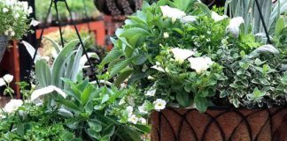 Giving up on his hanging basket Garden Corner Hanging Baskets
