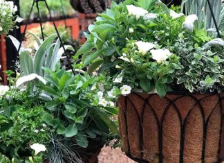 Giving up on his hanging basket Garden Corner Hanging Baskets