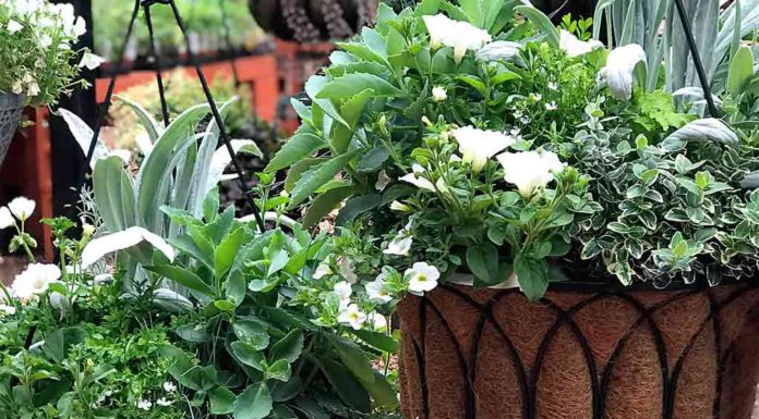 Giving up on his hanging basket Garden Corner Hanging Baskets
