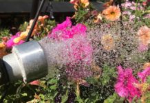 No cheese with my water, please Garden Corner hanging basket