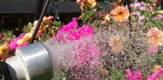 No cheese with my water, please Garden Corner hanging basket