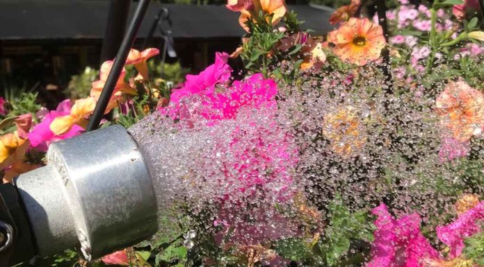 No cheese with my water, please Garden Corner hanging basket