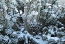 The Adventures in Flocking Flocked Christmas Tree