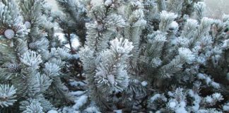 The Adventures in Flocking Flocked Christmas Tree