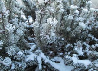 The Adventures in Flocking Flocked Christmas Tree