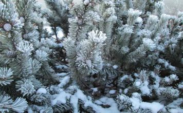The Adventures in Flocking Flocked Christmas Tree