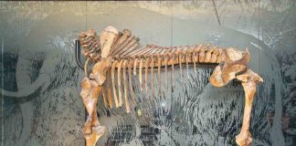 Tualatin: On the Trail of Ice Age Floods