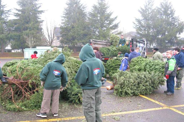 Boy Scout troops 35 and 530 recycling trees for the 2017 holiday season.
