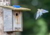 Expecting a great turnout of bluebirds and call for volunteers Female arrives, aiming for box opening. Photo by Rick Sorensen.