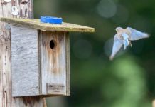 Expecting a great turnout of bluebirds and call for volunteers Female arrives, aiming for box opening. Photo by Rick Sorensen.