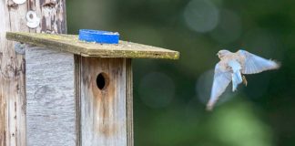 Expecting a great turnout of bluebirds and call for volunteers Female arrives, aiming for box opening. Photo by Rick Sorensen.