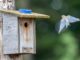 Expecting a great turnout of bluebirds and call for volunteers Female arrives, aiming for box opening. Photo by Rick Sorensen.