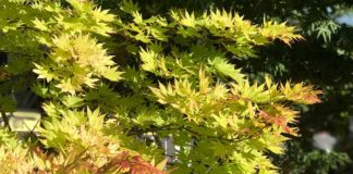 Judy’s Garden The Garden Corner, Garden