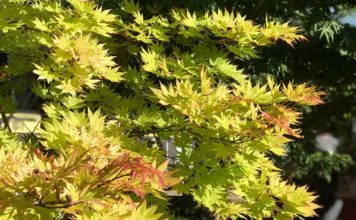 Judy’s Garden The Garden Corner, Garden