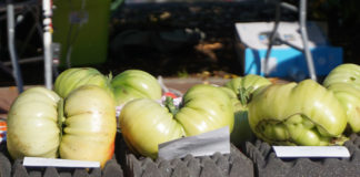 Pacific Giant Vegetable Growers’ Terminator Weigh-Off