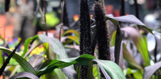 Peter and Adul the garden corner