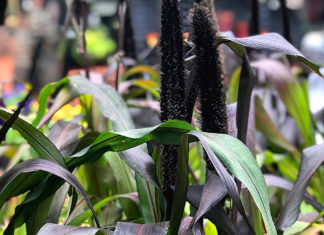 Peter and Adul the garden corner