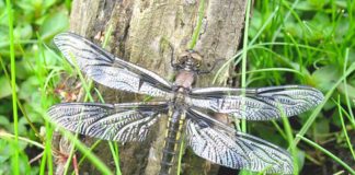 Wetlands Conservancy announces retirement of long-time Executive Director TWC, The Wetlands Conservancy, Oregon