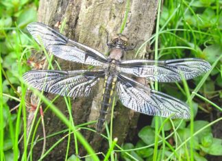 Wetlands Conservancy announces retirement of long-time Executive Director TWC, The Wetlands Conservancy, Oregon