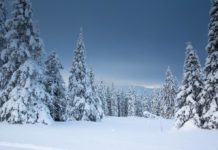 Tualatin CIO: President’s Report – Tualatin Ready Community Involvement Organization