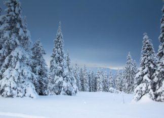 Tualatin CIO: President’s Report – Tualatin Ready Community Involvement Organization