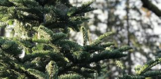 An Old Fashioned Christmas Tree Garden Corner, Christmas,