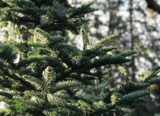 An Old Fashioned Christmas Tree Garden Corner, Christmas,