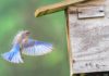 ‘Prescott Bluebird Recovery’ Seeks Volunteer Trail Monitors
