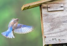 ‘Prescott Bluebird Recovery’ Seeks Volunteer Trail Monitors