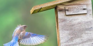 ‘Prescott Bluebird Recovery’ Seeks Volunteer Trail Monitors