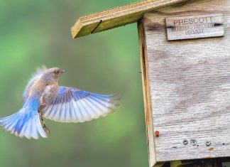 ‘Prescott Bluebird Recovery’ Seeks Volunteer Trail Monitors
