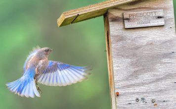 ‘Prescott Bluebird Recovery’ Seeks Volunteer Trail Monitors