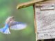 ‘Prescott Bluebird Recovery’ Seeks Volunteer Trail Monitors