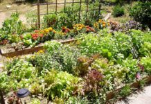 Winona Grange offering Free Seeds for your Garden