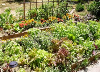 Winona Grange offering Free Seeds for your Garden