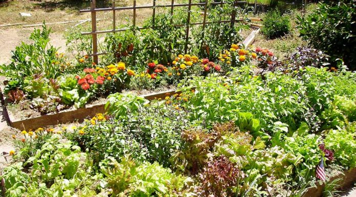 Winona Grange offering Free Seeds for your Garden