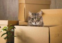 Moving Houses with Pets