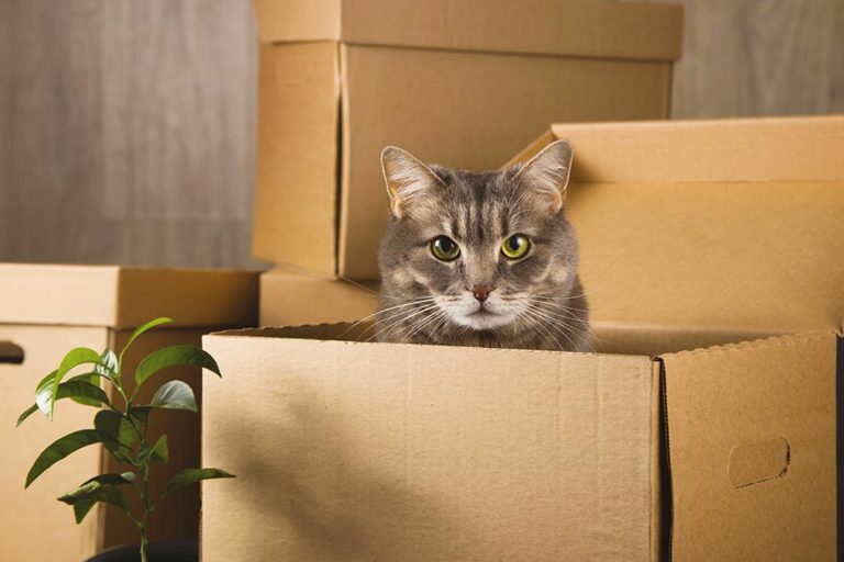 Moving Houses with Pets