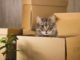 Moving Houses with Pets