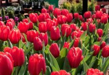 Gardening During a Pandemic
