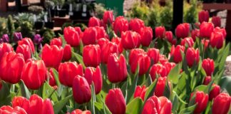 Gardening During a Pandemic