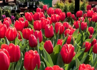 Gardening During a Pandemic
