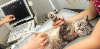 Using Ultrasound as a Diagnostic Tool in Pets