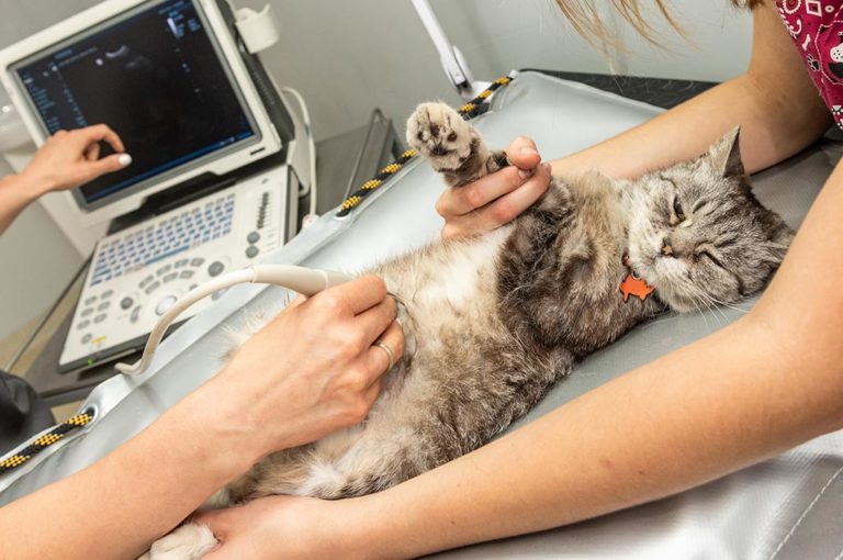 Using Ultrasound as a Diagnostic Tool in Pets