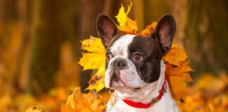 Five Fall Yard Safety Tips for Pets: