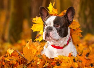 Five Fall Yard Safety Tips for Pets: