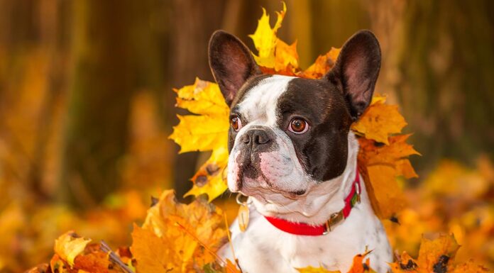 Don’t LEAF it in the Street!