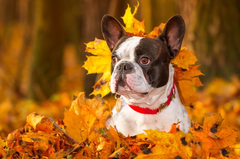 Five Fall Yard Safety Tips for Pets: